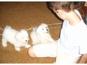 Matlese puppy